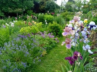 irises