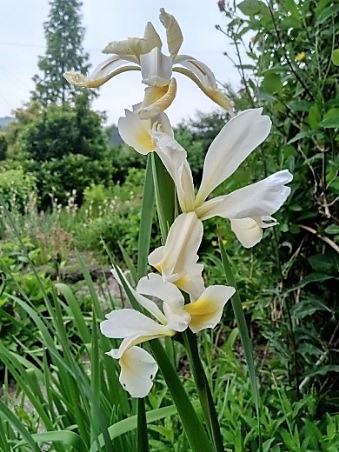 iris orientalis