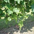 Negru de Dragasani