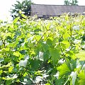 sadzonki Pannonia 1