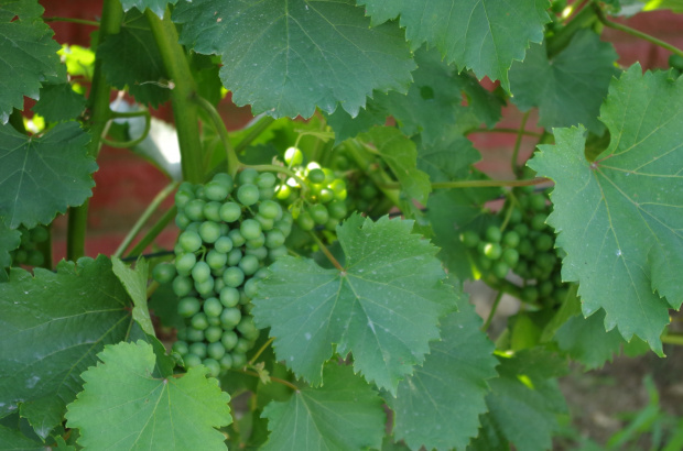 Sauvignon Maris