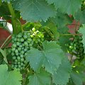 Sauvignon Maris