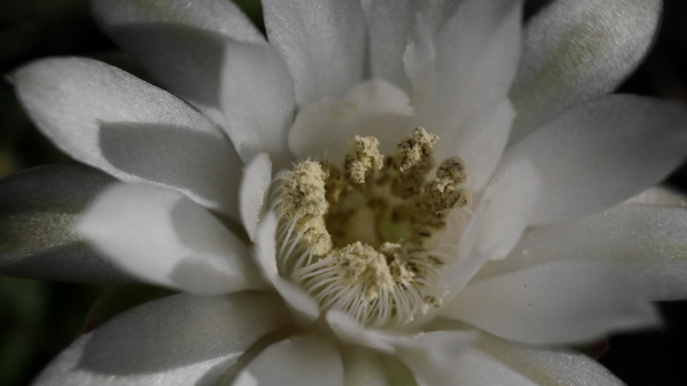 Gymnocalycium damsii