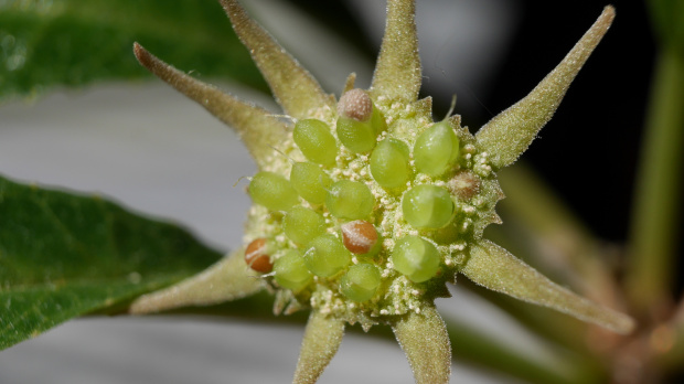 Dorstenia foetida