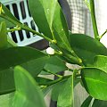 Nagami x Procimequat hybrid flower bud