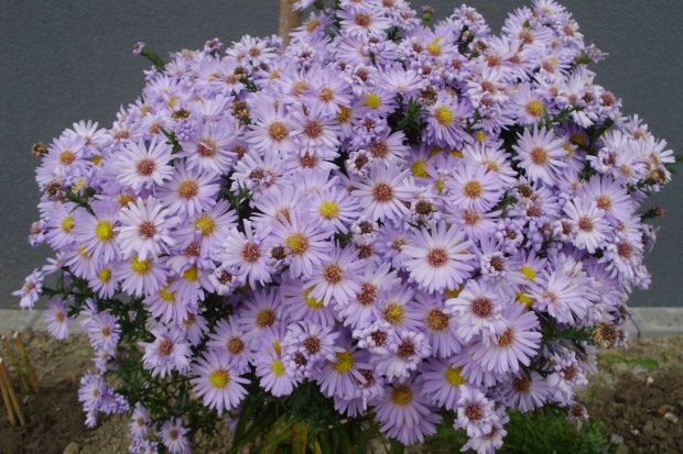 aster isis
