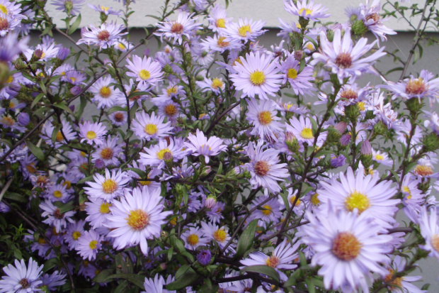 aster caliope