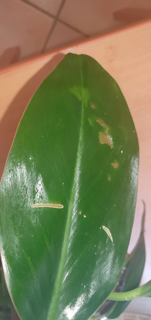 Filodendron