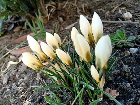 crocus