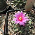 Turbinicarpus alonsoii