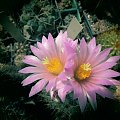 Gymnocactus beguinii