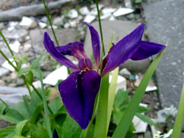 iris louisiana
