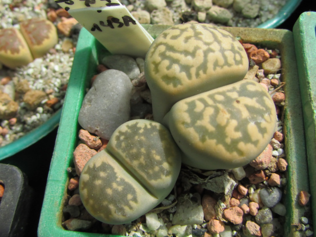 Lithops karasmontana ssp. bella