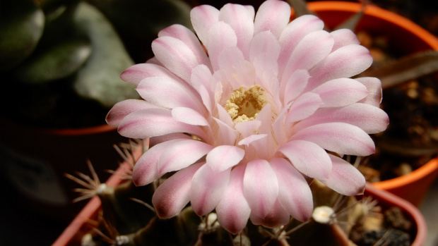 Gymnocalycium mihanovichii