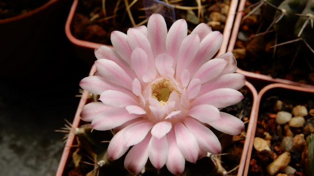 Gymnocalycium mihanovichii