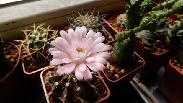 Gymnocalycium mihanovichii