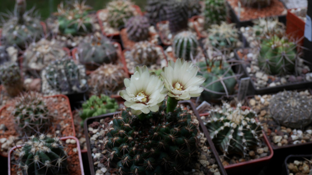 Gymnocalycium mesopotamicum