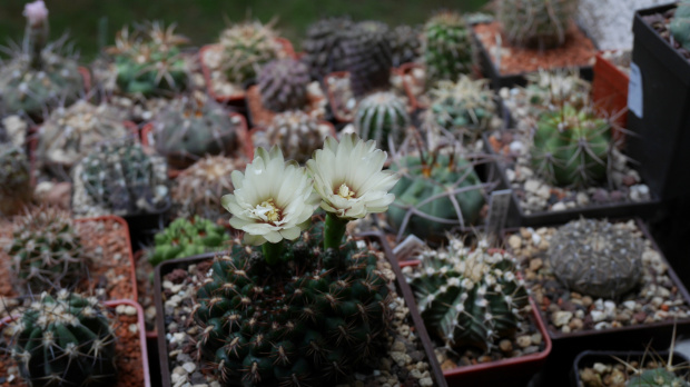 Gymnocalycium mesopotamicum