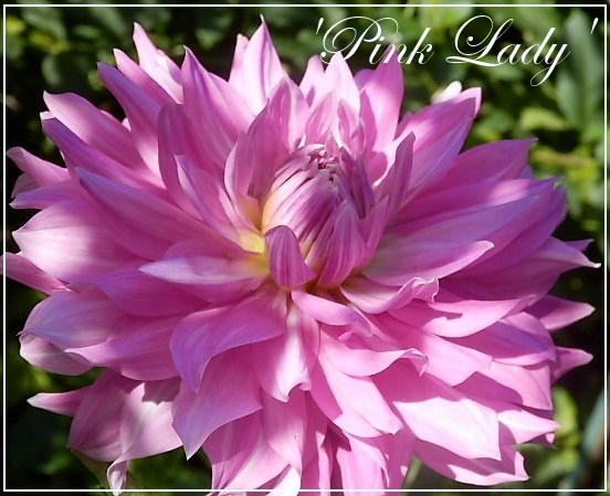 dahlia'pink lady'