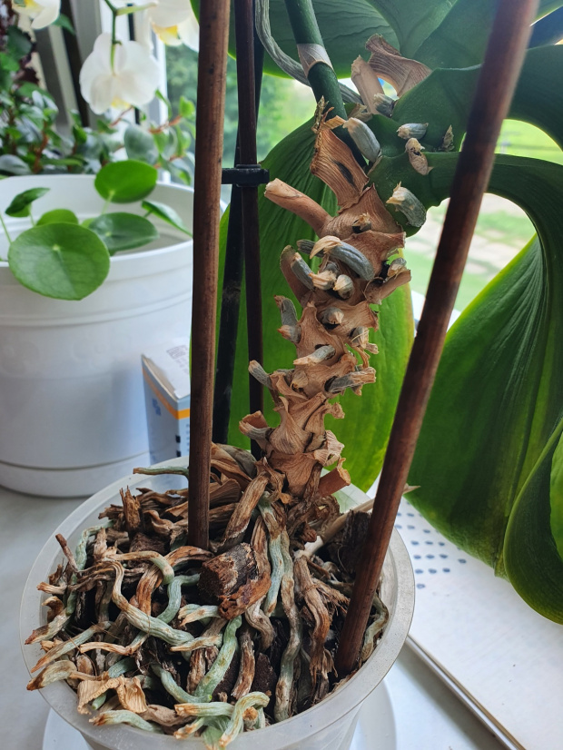 Orchidea.