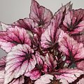 Begonia Indian Summer 2