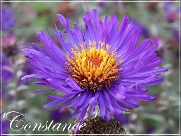 aster 'Constance'