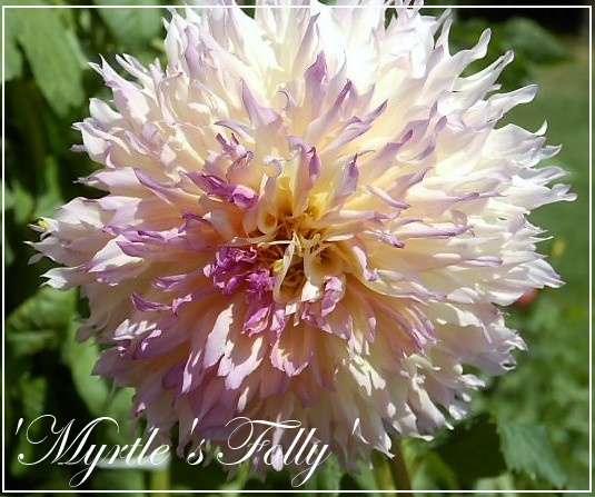 dahlia myrtles folly