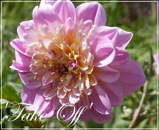 dahlia take off