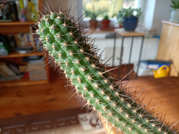 kaktus 2