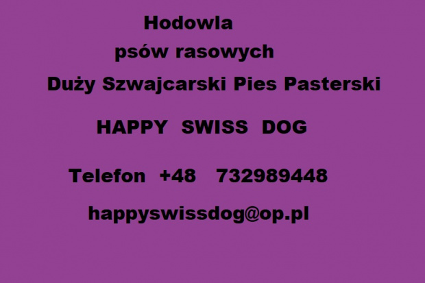 #Duży #Szwajcarski #Pies #Pasterski #szczeniaki #hodowla