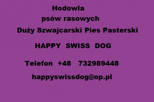 #Hodowla #psów #rasowych #Duży #Szwajcarski #Pies #Pasterski #szczeniaki #szczenięta #szczeniak