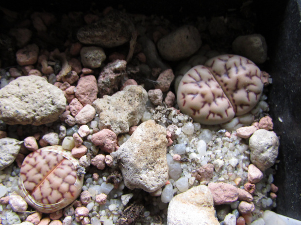 Lithops bromfieldii v. mennellii C044