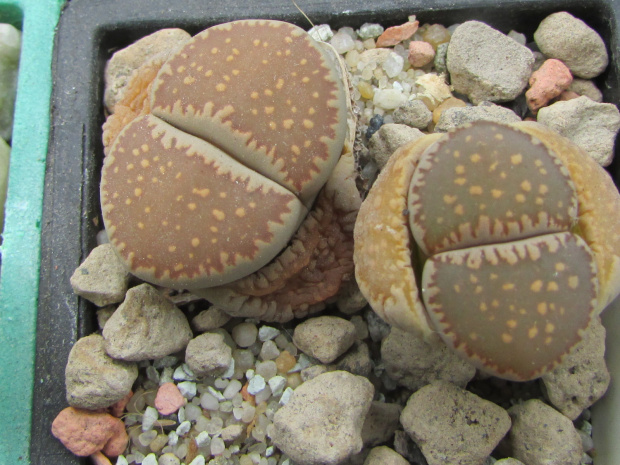 Lithops villetii ssp. kennedyi