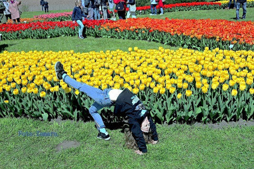 Pokazy wśród tulipanów.:-)))