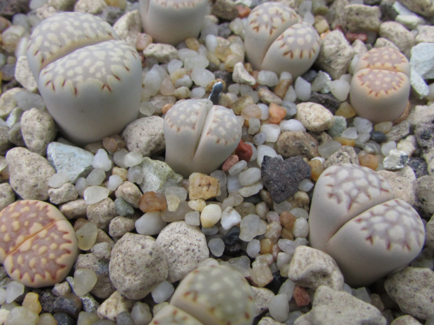 Lithops julii ssp. fulleri v. fulleri