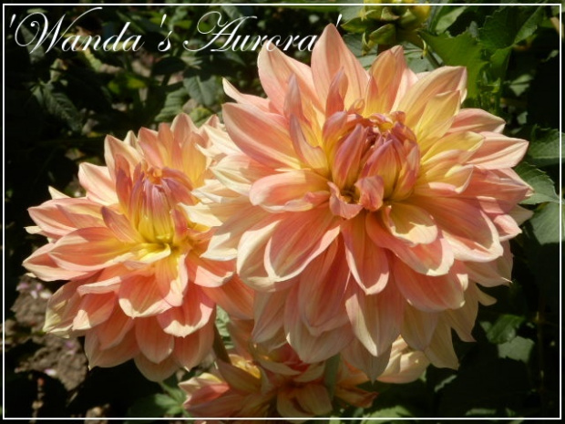 dahlia wandas aurora