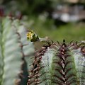 Euphorbia Obesa