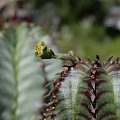 Euphorbia Obesa