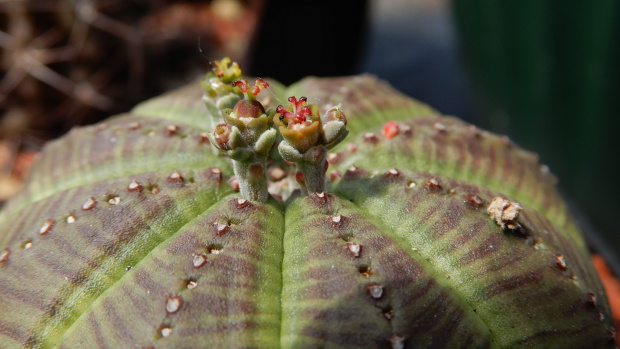 Euphorbia obesa (Wilczomlecz opasły)