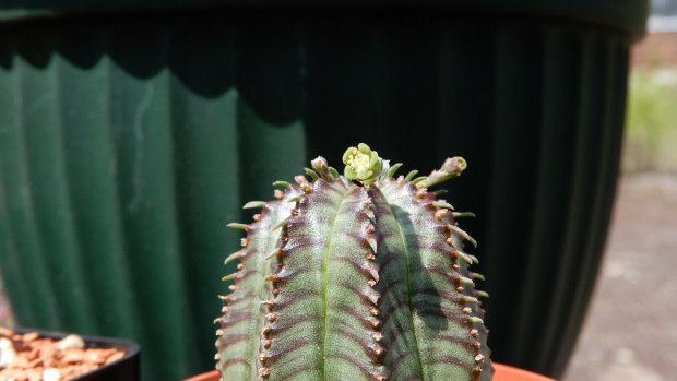 Euphorbia obesa (r. męski)