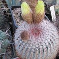 Notocactus scopa (Parodia scopa)