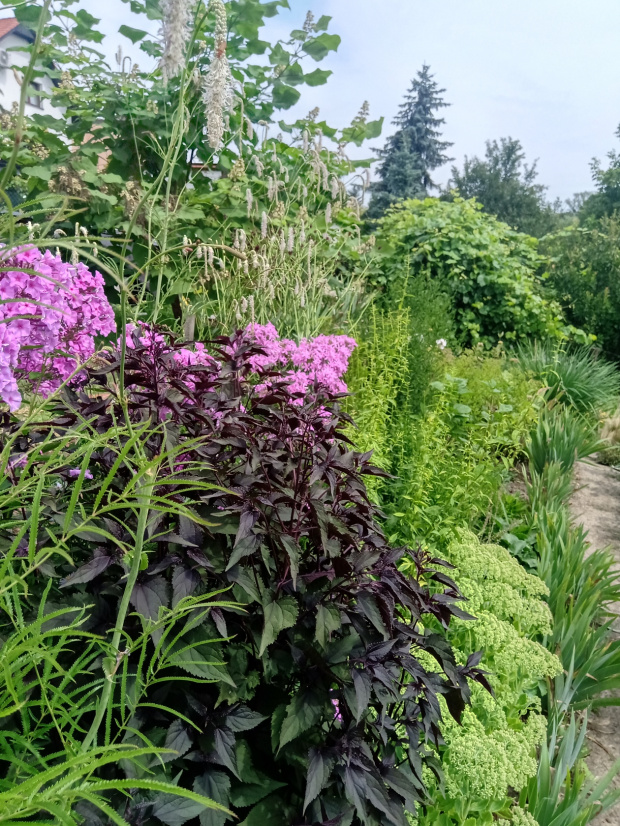 eupatorium