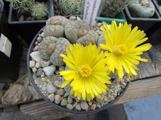 Lithops pseudotruncatella