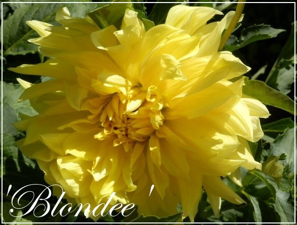 dahlia 'blondee'