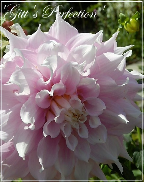 dahlia 'gitts perfection'