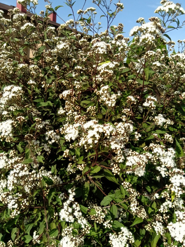 eupatorium