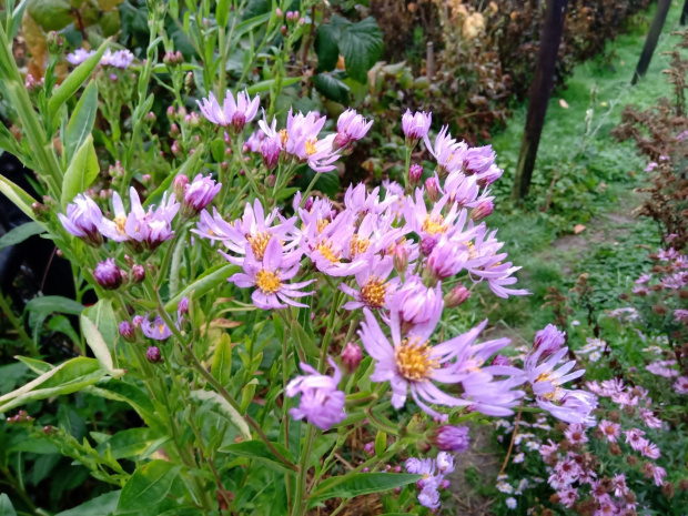 aster