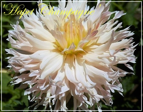 dahlia hapet champagne