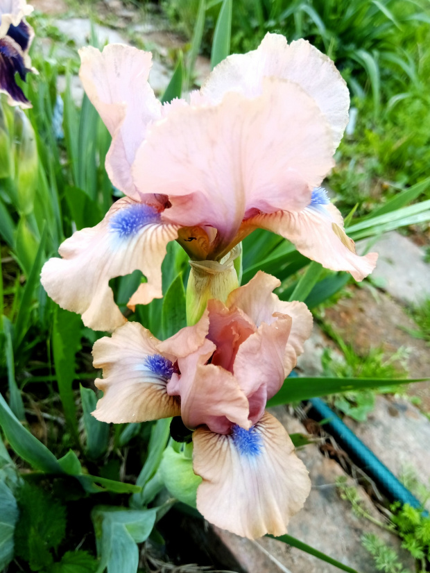 iris