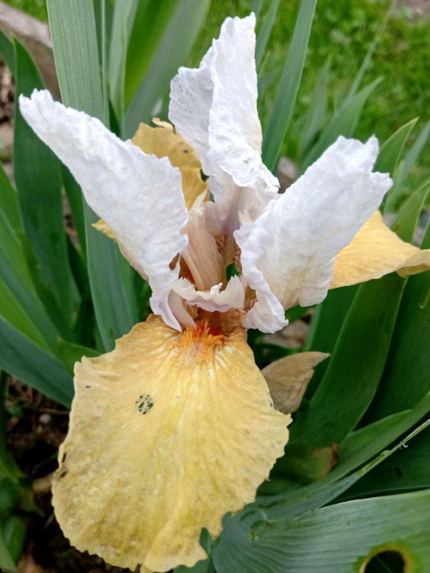 iris